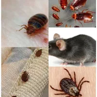 سمپاشی ساس وسوسک با ثبت شرکت بدون شستشو سم پاشی