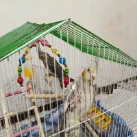 عروس هلندی بازیگوش