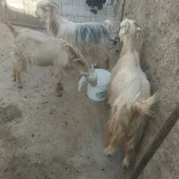 فروش بز