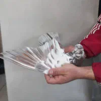 کفتر|پرنده|تهران, یاخجی آباد|دیوار