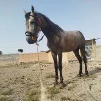 سلام اسب