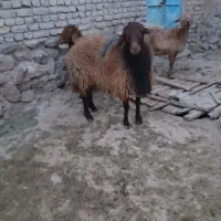 قوچ  همو فروشی|حیوانات مزرعه|سرولایت, |دیوار