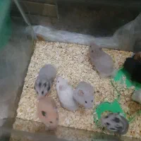 همستر قیمت مناسب