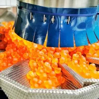 کارخانه تافی و اسمارتیز/کارگرخانم آقا/راننده/موزع