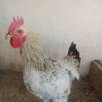 خروس۸ماهه گلپایگانی