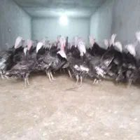 بوقلمون برنز انگلیسی اصل