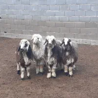 بره ریز،بز،میش،بزغاله|حیوانات مزرعه|مبارکه, |دیوار