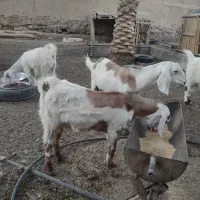 السلام علیکم ،چهارتاگوسفندسه بز ویک تروشت