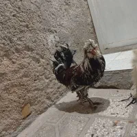 مرغ خروس سلطان|حیوانات مزرعه|شیراز, نصرآباد|دیوار