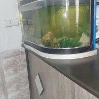اکواریوم