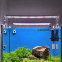 گیاه همیانتوس و خزه کریسمس