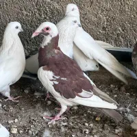 کفترکله اسبی|پرنده|قم, پردیسان|دیوار