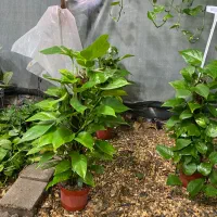 انواع گل و گیاه آپارتمانی و باغچه ای