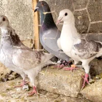 کبوتر آلمانی  رنگه|پرنده|مشهد, دوست آباد|دیوار