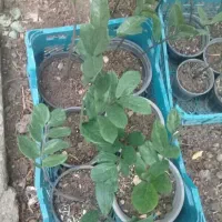 سرای گل ارزونی