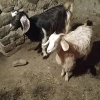 بز ماده|حیوانات مزرعه|گرمی, |دیوار