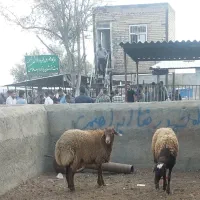 گوسفند زنده تامین گوشت