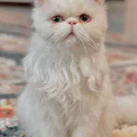 گربه پرشین با تربیت|گربه|قائن, |دیوار