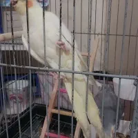 عروس هلندی نرو ماده ۸ماهه