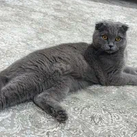 اسکاتیش بلو دوبل فولد شورت هیر ماده