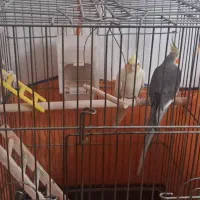 عروس هلندی|پرنده|شیراز, حجت آباد|دیوار