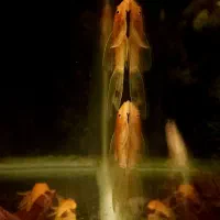 انواع کتفیش سوپر باله و باله کوتاه و شارک