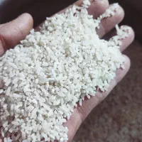 سر لاشه کشت دوم شمال