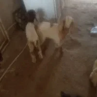 ۵عدد بزغاله