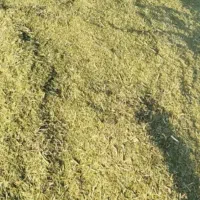 خار|لوازم جانبی حیوانات|رضویه, |دیوار