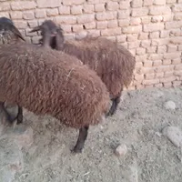 بره ماده هترو|حیوانات مزرعه|تربت‌حیدریه, شهید بهشتی|دیوار