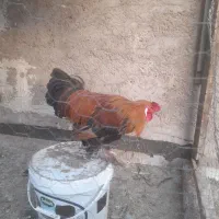 خروس بومی