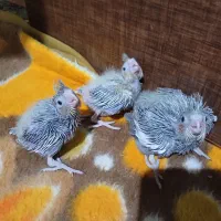 فروش جوجه عروس هلندی 20روزه