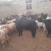 ۴۰ عدد بز