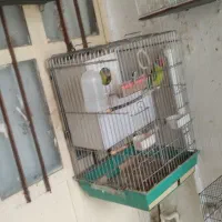 فروش چندجفت پرنده|پرنده|کرمان, |دیوار