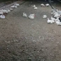 کود مرغی گوشتی سالنی|خدمات باغبانی و درختکاری|سارال, |دیوار