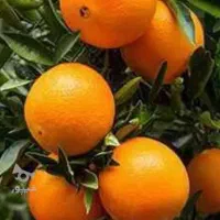 فروش عمده پرتقال و نارنگی پیچ