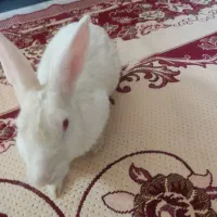 خرگوش نربالغ