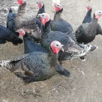 فروش بو قلمون (قه ل)