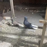 نرماده دمسفید|پرنده|کرمانشاه, |دیوار