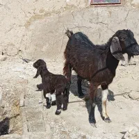 بز مری با کهره نر دوتا بره ماده