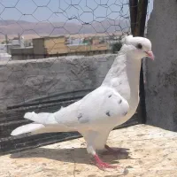 کبوتر