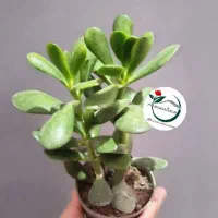 عرضه ی عمده یشم هدیه زیبا برای روزمادر و پدر