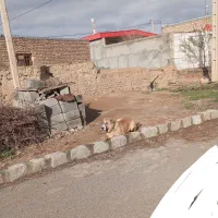 سگ افغان یک ساله