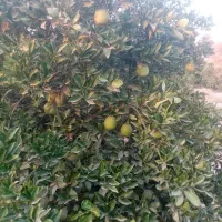 فروش یک قطعه باغ مرکبات|فروش زمین و ملک کلنگی|جنت, |دیوار