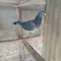 غریب گیری|پرنده|پاکدشت, حصار امیر|دیوار