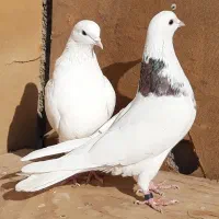 کبوترای پرشی قیمت تومتن نوشتم بخانید|پرنده|هشتگرد, شهرک اداری|دیوار