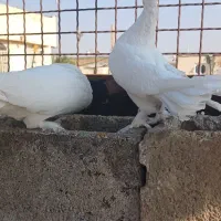 جفت دم چتری|پرنده|شیراز, شیخ علی چوپان|دیوار