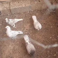 کبوتر پرشی