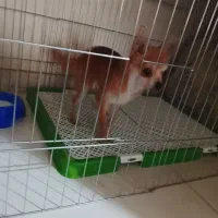 سگ شیواواقیمت33تخفیف کوچیکم دارع|سگ|ری, صفاییه (چشمه علی)|دیوار