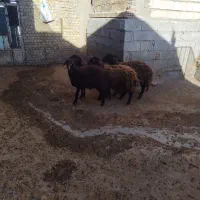 بره نروماده افشار|حیوانات مزرعه|بروجرد, |دیوار